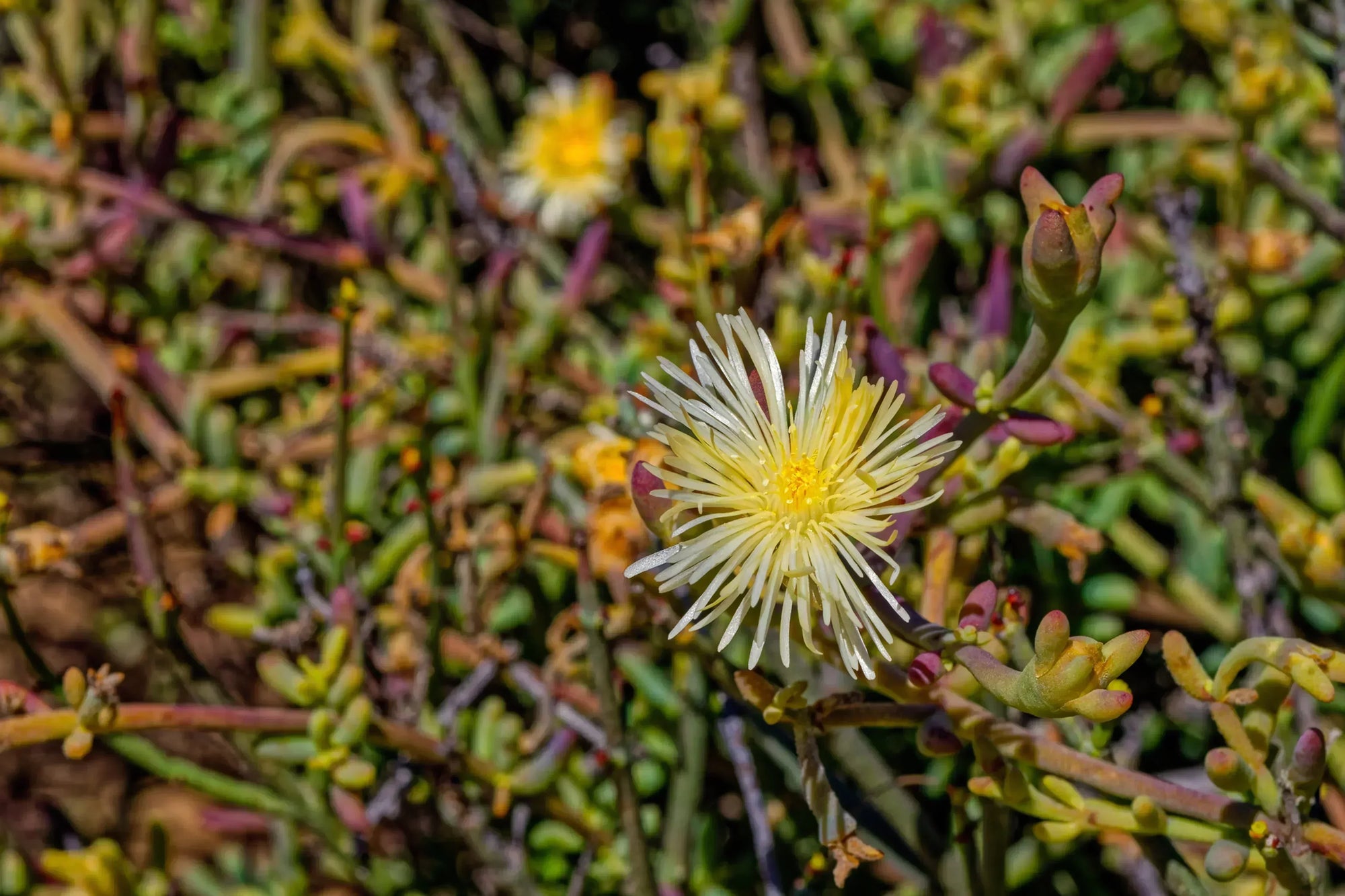 Close-up of a flowering Kanna plant (Sceletium tortuosum) with a bright yellow bloom surrounded by succulent green and purple stems.