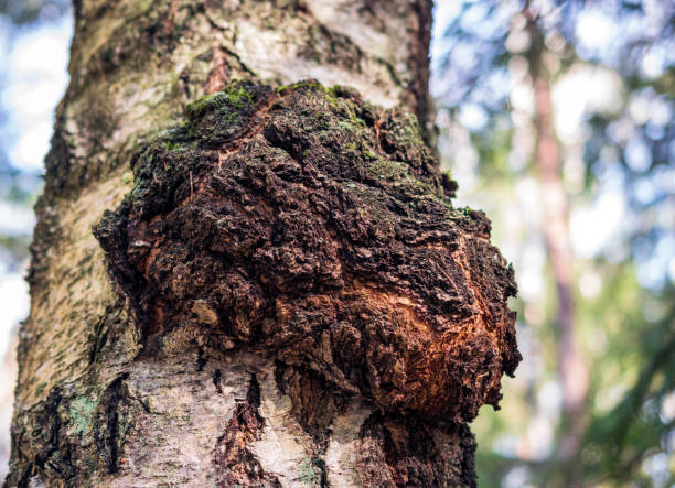 Close-up of a Chaga mushroom growing on the trunk of a birch tree in a forest, showing its dark, rugged exterior and natural growth pattern.
