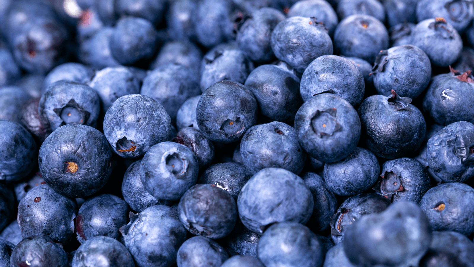 Up close image of blueberries