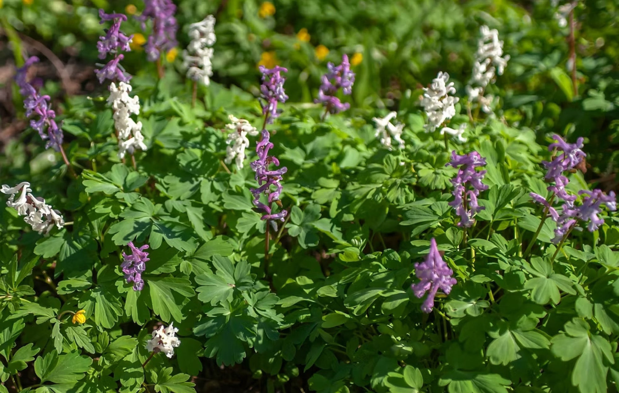 Purple and white Corydalis flowers blooming in a lush green garden, showcasing the plant’s delicate, tubular blossoms and fern-like leaves.