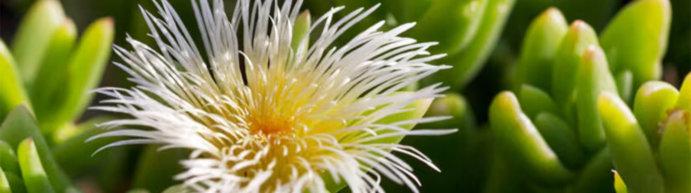 Is Kanna Psychoactive? What the Science Says
