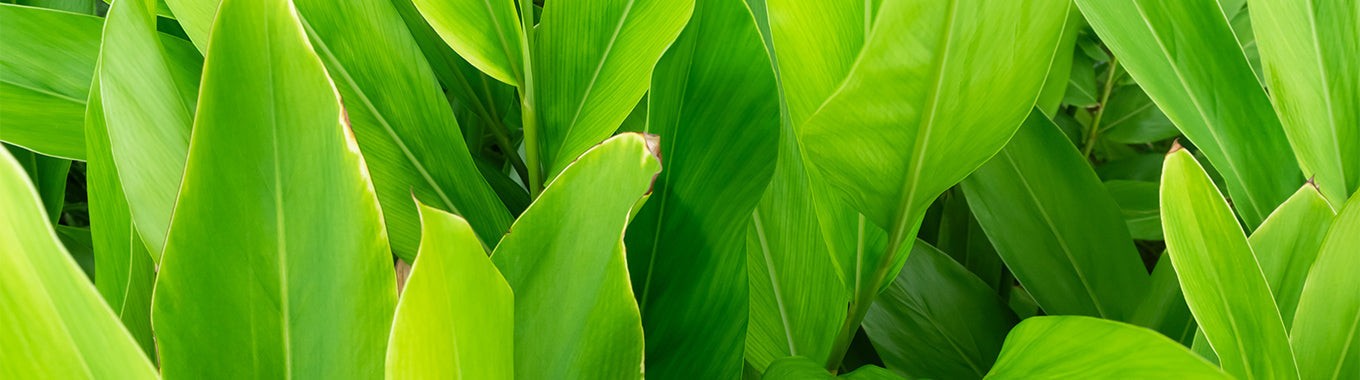 What Is Kanna? Benefits, Effects & Safety
