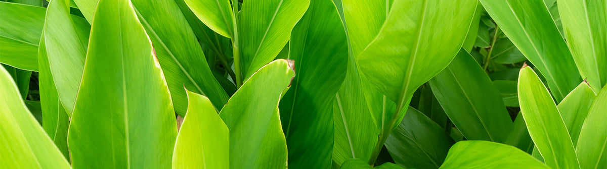 What Is Kanna? Benefits, Effects & Safety