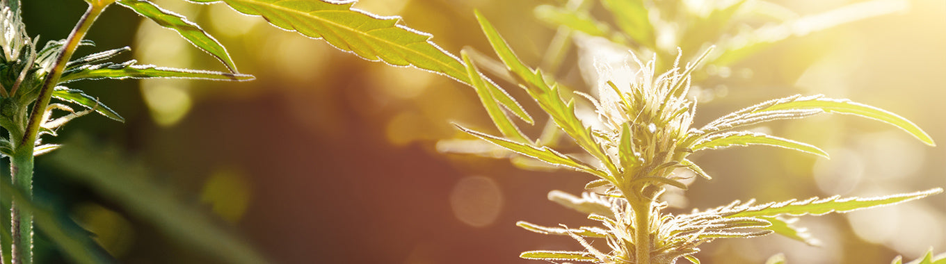 Kanna vs THC: Key Differences, Effects & Safety