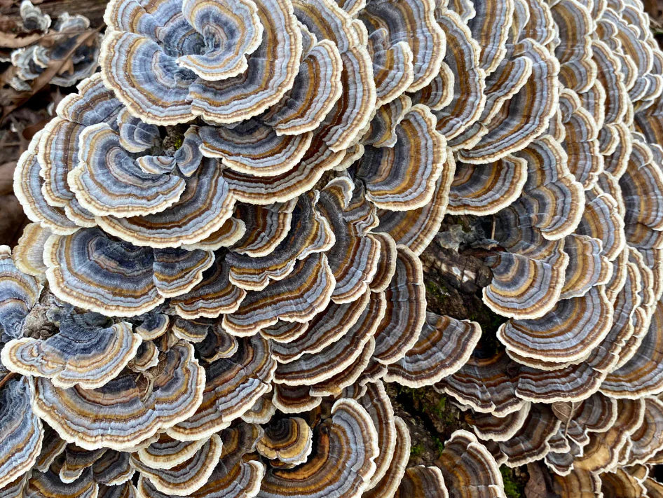 Close-up of Turkey Tail mushrooms growing in layered, fan-shaped clusters with wavy edges and colorful concentric rings in shades of brown, gray, and white.